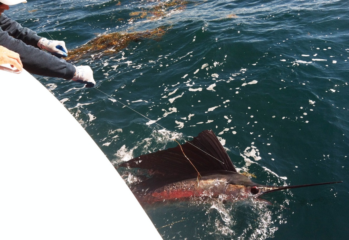 released sailfish